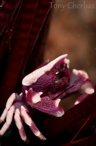 Purple Urchin Crab: No crop by Tony Cherbas 